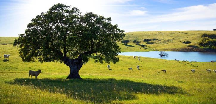 Respiración y aromaterapia